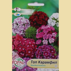 Семена на цветя Топ Карамфил