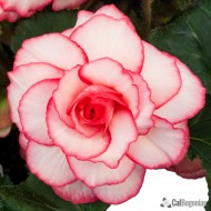 Луковици на Бегония Picotee White/Red