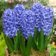 Луковици на Зюмбюл (Hyacinthus) Delft Blue