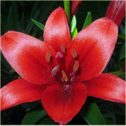Лилиум Азиатски Червен (Asiatic red)
