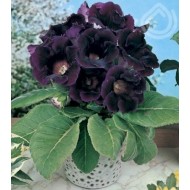 Глоксиния Violacea