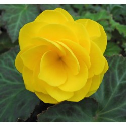 Бегония Yellow
