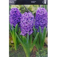 Луковици на Зюмбюл (Hyacinthus) Marie