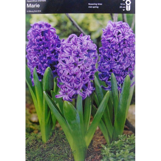 Луковици на Зюмбюл (Hyacinthus) Marie