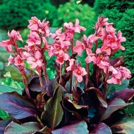 Кана - Canna Pink