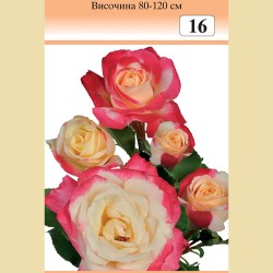 Роза - Храстовидна (Номер 16)