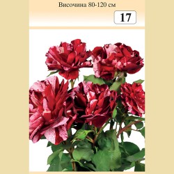 Роза - Храстовидна (Номер 17)