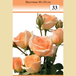 Роза - Храстовидна (Номер 33)