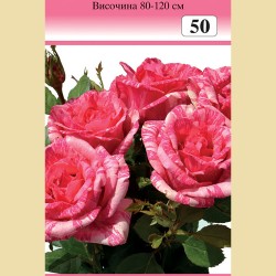 Роза - Храстовидна (Номер 50)