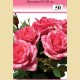 Роза - Храстовидна (Номер 50)