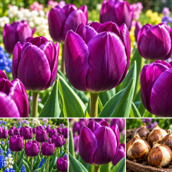 Луковици на  Лале Triumph Purple Flag 10/11