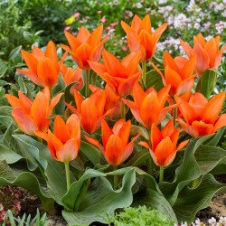 Луковици на Лале Orange Toronto