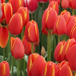 Луковици на Лалета World's Favourite