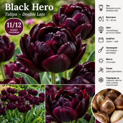 Луковици на Лале Black Hero 11/12