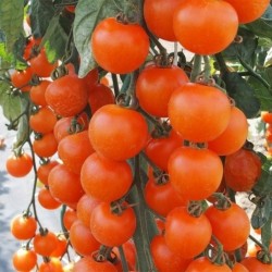 Чери домати Априкола F1 / Apricola F1